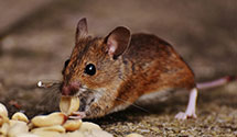 24 Hour & Emergency Exterminators in Lk Junaluska, NC